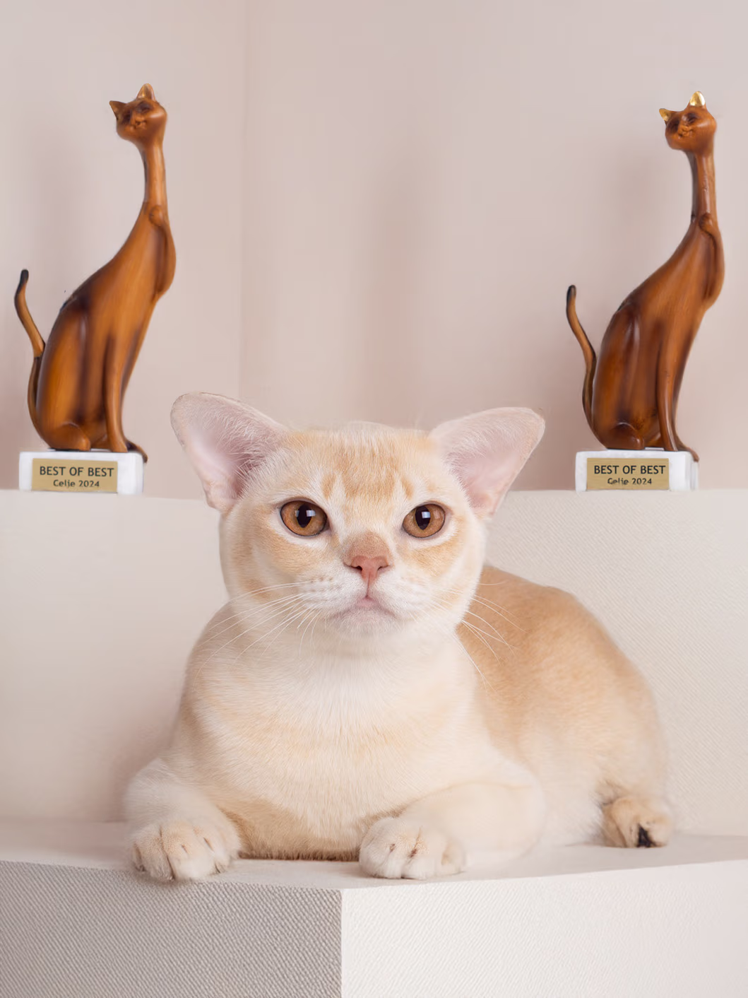 Royal Esprit Burmese show winner